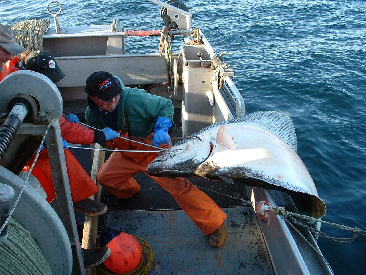 Alaskas Halibut And Black Cod Harvest Season Opens Saturday 7493